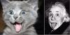 Einstein-Kitten lookalike