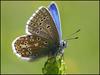 Rare blue butterfly returns home [BBC 2006-08-07]