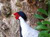 My Silver Pheasant male - Lophura nycthemera