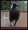 Australian magpie resting leg...
