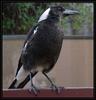 Australian magpie watching for hawk...