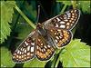 Road builders get butterfly guide [BBC 2006-08-15]
