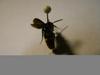Wasp found in Harrisburg, Pennsylvania