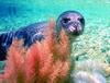 Mediterranean Monk Seal, Monachus monachus