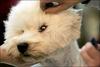 Bichon Frise, Dog Show, USA [AFP 2006-09-01]