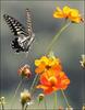 Swallowtail Butterfly, Japan [AFP 2006-09-02]