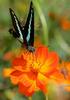 Common Bluebottle Butterfly, Japan [REUTERS 2006-09-03]