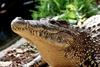 Some Crocodiles - Cuban Crocodile 4041 - Crocodylus rhombifer
