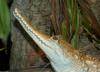 Some Crocodiles - Johnston's Crocodile (Crocodylus johnstoni)