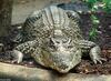 Some Crocodiles - cuban croc 602 - Cuban crocodile (Crocodylus rhombifer)
