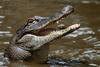 Some Gators - Arkansas alligators 023