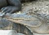 Some Gators - Arkansas alligators 029