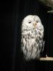 owl (Finland)
