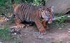 Tiger Cub - Sumatran Tiger (Panthera tigris sumatrae)006