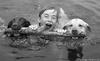 swimming with dogs