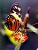 ...How Butterflies Got Their Spots: A 'Supergene' Controls Wing Pattern Diversity [ScienceDaily 200