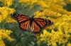 Monarch Butterfly, USA [AP 2006-10-02]