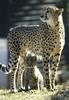 Cat zoo Asiatic cheetah(Acinonyx jubatus venaticus persica)