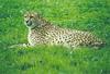 Cat zoo African cheetah