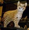 Cat zoo Pumapard