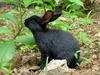 Small and cute black rabbit