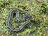 Eastern garter snake 1