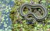 Eastern garter snake 2