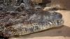 Critters - Cuban Crocodile (Crocodylus rhombifer)