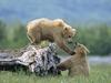 Grizzly Siblings at Play Katmai National Park and Preserve Alaska