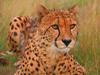 Pepo the Cheetah Wildlife Heritage Foundation Kent United Kingdom