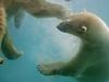 Swimming Polar Bears Point Defiance Washington