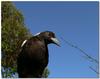 Young Australian magpie 3/4