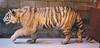 cat zoo manchurianxbengal Tiger