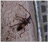 Longicorn Beetle... Phoracantha alternata
