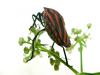 Graphosoma rubrolineatum - Stink bug