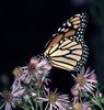 Food For Flight: Monarch Butterfly Migration And Forest Restoration [ScienceDaily 2006-11-20]