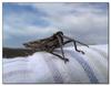 grasshopper camouflage 4