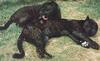 jaguar relaxing(Cat zoo reuterns)