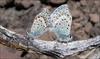 Hybrid Blue Butterfly Species - alpine Lycaeides [BBC 2006-11-30]
