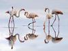[Daily Photos] Greater Flamingos, Fuente de Piedra Lagoon, Spain