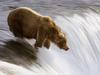 [Daily Photos] Grizzly Bear Fishing in the Brooks River, Katmai National Park, Alaska