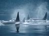 [Daily Photos] Orca Group Surfacing Johnstone Straits, British Columbia Canada