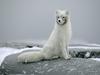 [Daily Photos] Portrait of an Arctic Fox in Winter Coat, Canada
