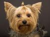 [Daily Photos] Yorkshire Terrier