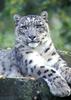 Snow Leopard Resting(Cat zoo reuterns)