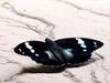 Mimathyma schrenckii (Schrenck's Emperor Butterfly)