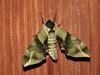 Callambulyx tatarinovii (Green Sphinx Moth)
