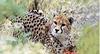 Erythristic or Mistery - Indian Cheetah
