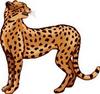 Trayla cheetah logo