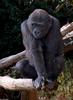 Western Lowland Gorilla (Gorilla gorilla gorilla)001